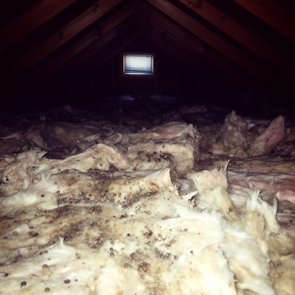 Contaminated attic with soiled insulation and rodent droppings